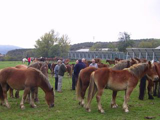 Feria del Caballo 2011