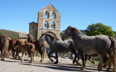 Centenares de equinos participarán el domingo en la Feria Caballar de La Pernía